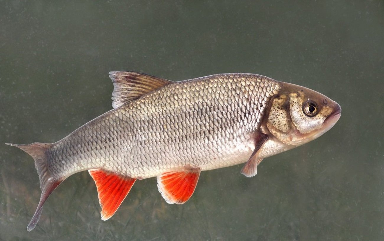 Рыба Leuciscus idus